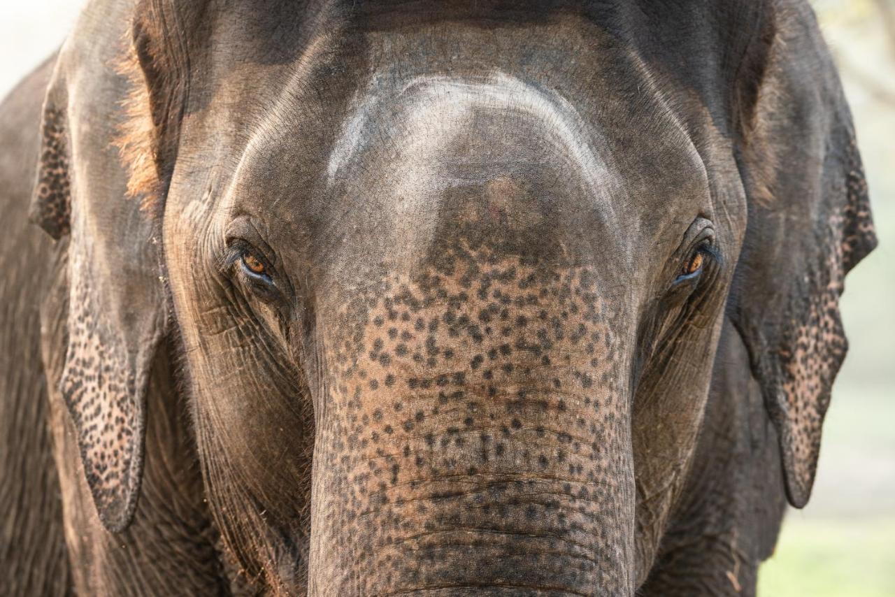 Kaav Safari Lodge, Kabini Begūr エクステリア 写真