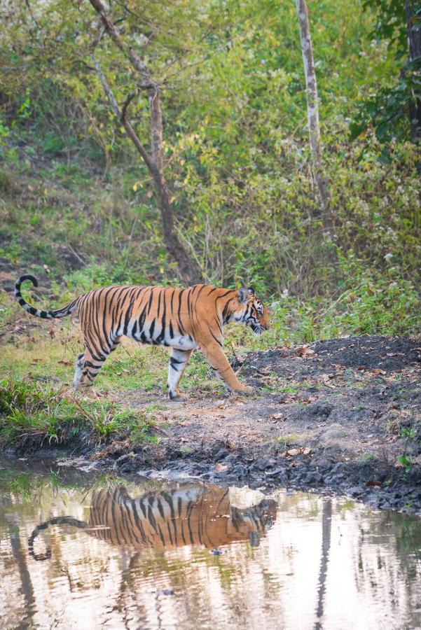 Kaav Safari Lodge, Kabini Begūr エクステリア 写真
