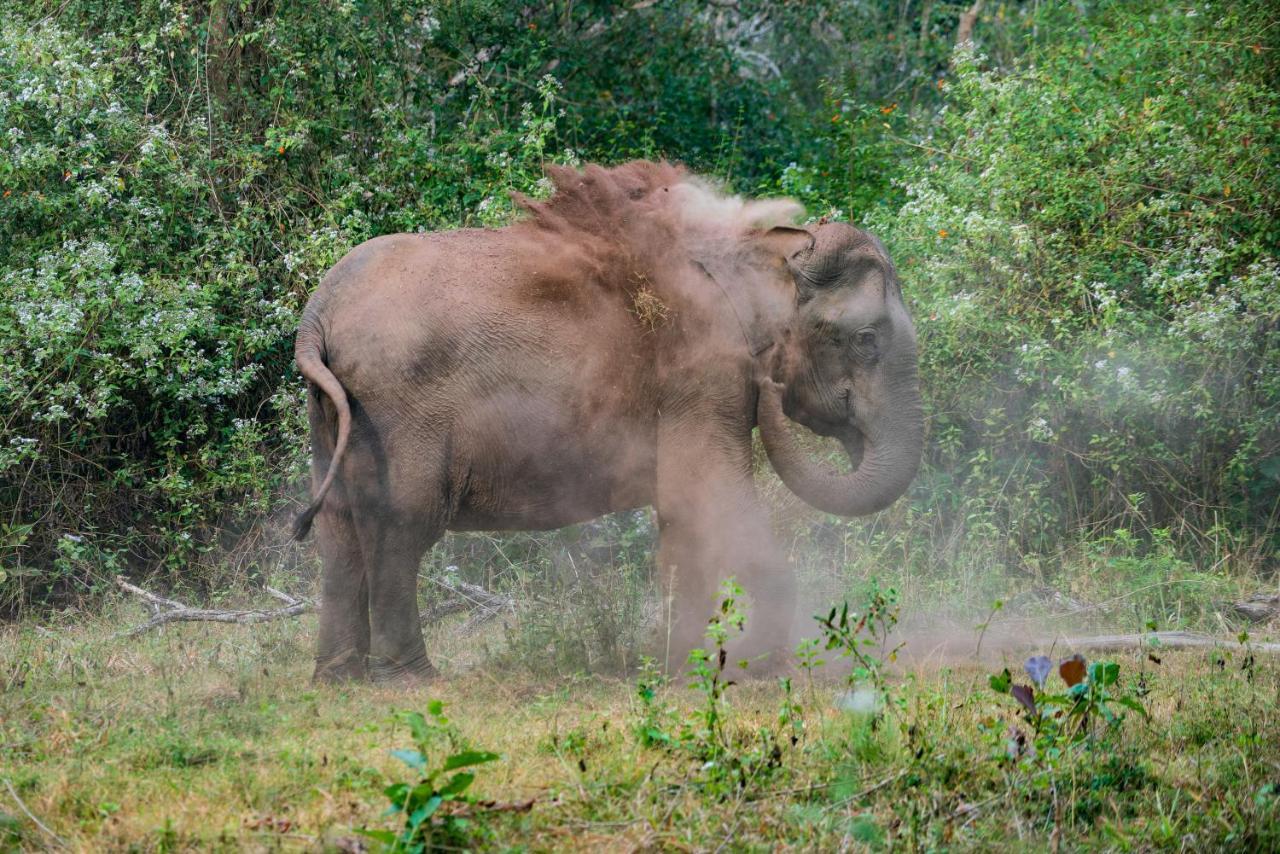 Kaav Safari Lodge, Kabini Begūr エクステリア 写真